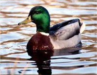 Hunt'n & Fish'n Biz Business Opportunity